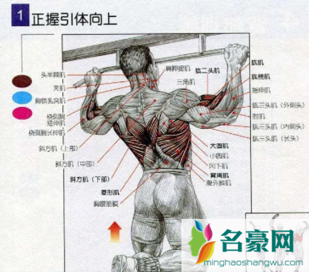 引体向上发力图解3