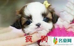 疯狗炼金个人资料最新消息 网红疯狗炼金在哪里播真名叫什么怎么火的