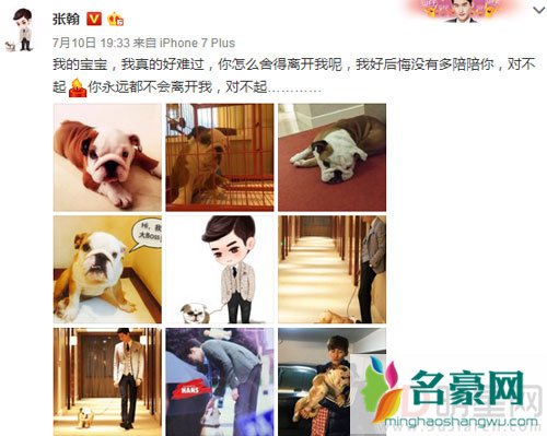 张翰爱犬去世 发博哀悼表不舍