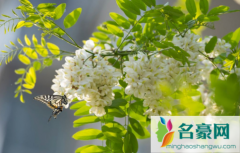 新鲜的槐花可以冷冻吗 鲜槐花怎样保存的时间长点