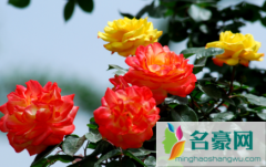 月季花长虫起蜘蛛网怎么办 盆栽花卉红蜘蛛的防治方法