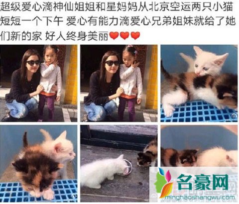 刘亦菲和妈妈长期收留流浪猫 后院最多达到五十多只