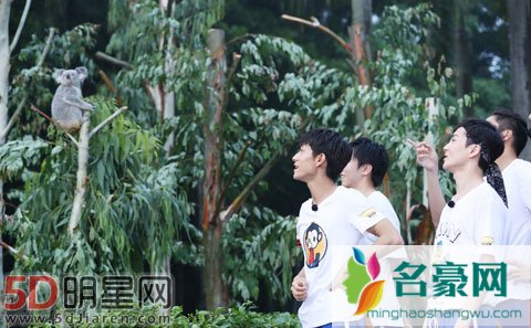 《高能少年团》在动物园中度过的一天 为王俊凯送祝福给考拉取名为高考