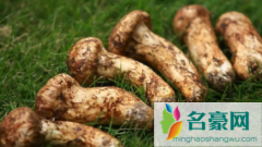 新鲜的松茸上面还有土怎么洗 松茸的营养价值有哪些