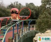 误将手机投喂棕熊 回顾游客迷糊喂投手机给大棕熊事件始末