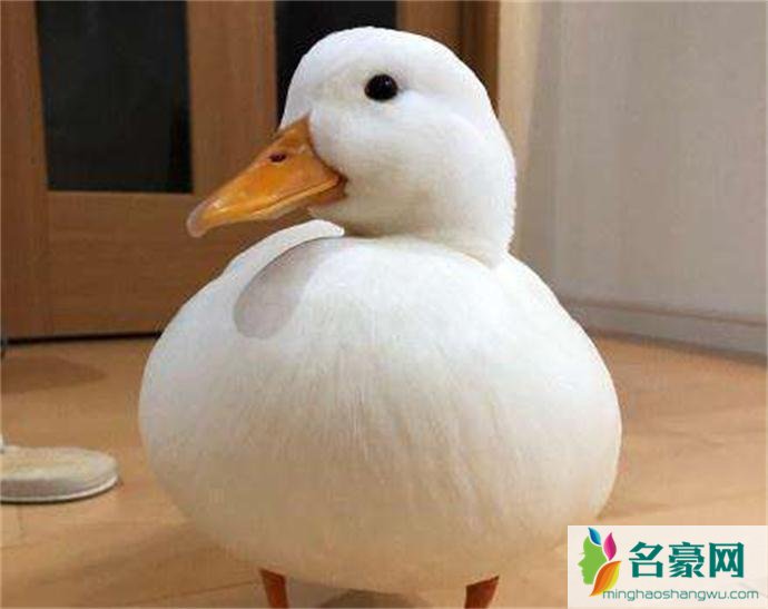 王思聪买的鸭子一直将近1万
