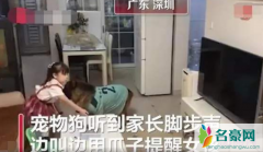 宠物狗帮女孩监听望风家长 大狗与女孩配合默契感动网友