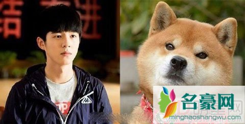 刘昊然撞脸萌宠网红 与柴犬表情一模一样