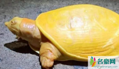 印度渔民发现金色乌龟 罕见金色乌龟是怎么来的为什么全身金黄