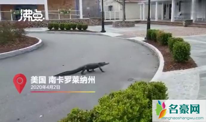 鳄鱼在购物中心散步闲逛