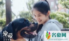 宠爱演员表都有哪些明星 揭露宠爱电影最后结局是什么
