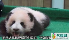 马来西亚还大熊猫原因揭晓 大熊猫：“养不起我还不放我回去”