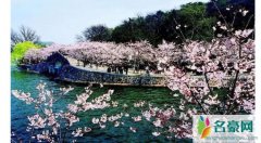 家乡的樱花开了什么梗 川桑家乡的樱花什么梗是怎么红的
