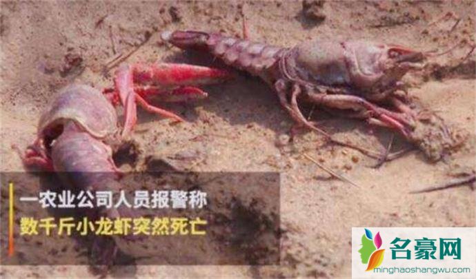 被毒死的小龙虾