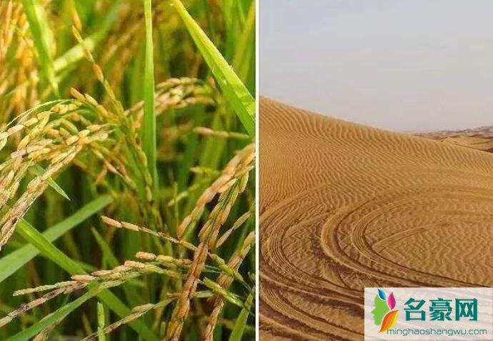 迪拜沙漠种海水稻优势