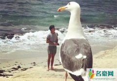 鸽子为什么这么大是什么梗 热梗出处及意义介绍