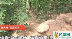 瓜农倒赔偷瓜贼 偷瓜贼诬赖瓜农令网友心疼太过分了