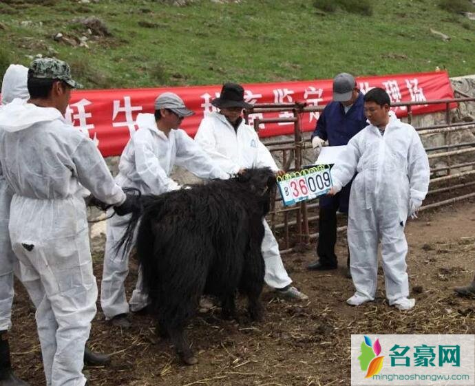 无角牦牛培育成功