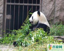 动物园熊猫被砸 北京动物园回应游客砸熊猫事件具体始末令人愤怒