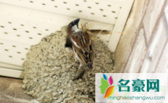 麻雀要在阳台做窝怎么赶 麻雀有益还是有害