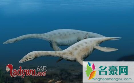 世间奇异生物_世界奇异生物_世界奇异生物未解之谜