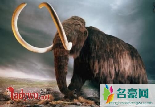 世界奇异生物未解之谜_世界奇异生物_世间奇异生物