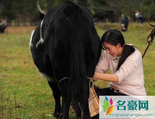 喜从天降林志玲拼命挤奶床戏 林志玲素颜挤奶娇喊