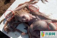 世界上发现过美人鱼吗，澳大利亚大堡礁惊现美人鱼尸体