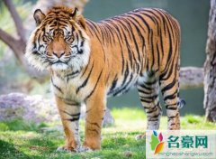 世界上最小的老虎：苏门答腊虎，只有东北虎的1/3(只剩400只)