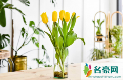 水培郁金香放室内还是室外 水培郁金香如何养殖