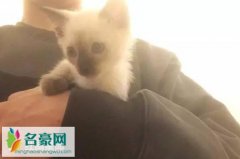 易烊千玺养的什么猫 易烊千玺家的猫叫什么