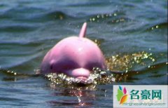 世界上最漂亮的海豚（粉红瓶鼻海豚全身粉色-极为稀少）