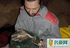 四川发现一条幼龙（竟是最像龙的生物洞螈-宛如真龙在世）