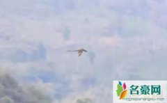北京天空惊现2条神龙,真龙现身翱翔天际呼风唤雨-视频