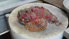 世界上最痛苦的事情是什么 世界上十大最痛苦的事情