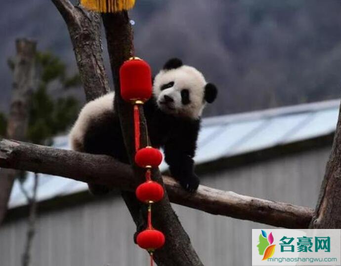 20只熊猫宝宝集体拜年