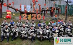 20只熊猫宝宝集体拜年 完整视频曝光现场十分闹腾简直太萌了