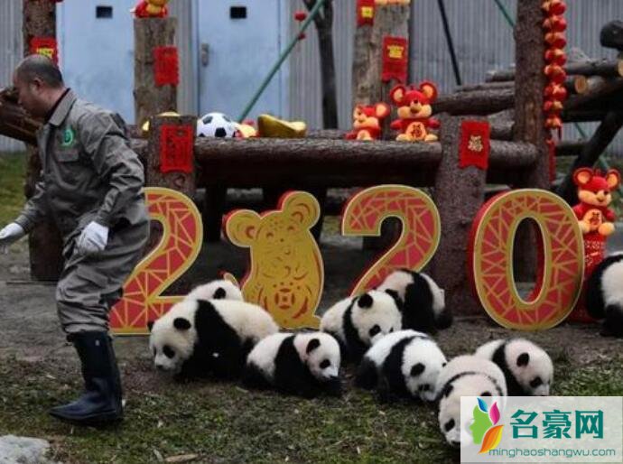 20只熊猫宝宝集体拜年